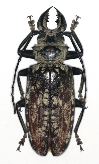 T. maculatus